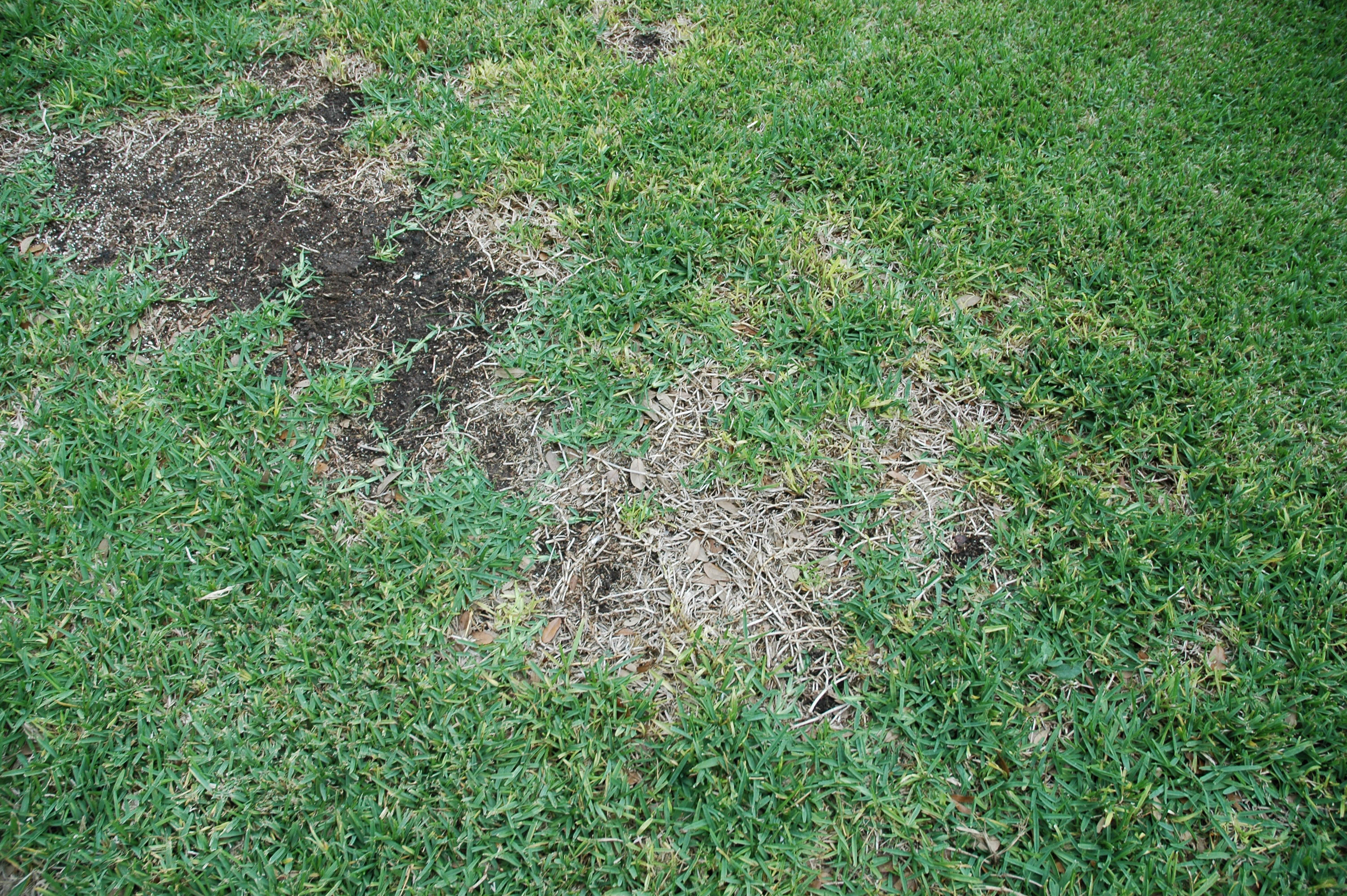 Fungicide For St Augustine Grass Pest Master